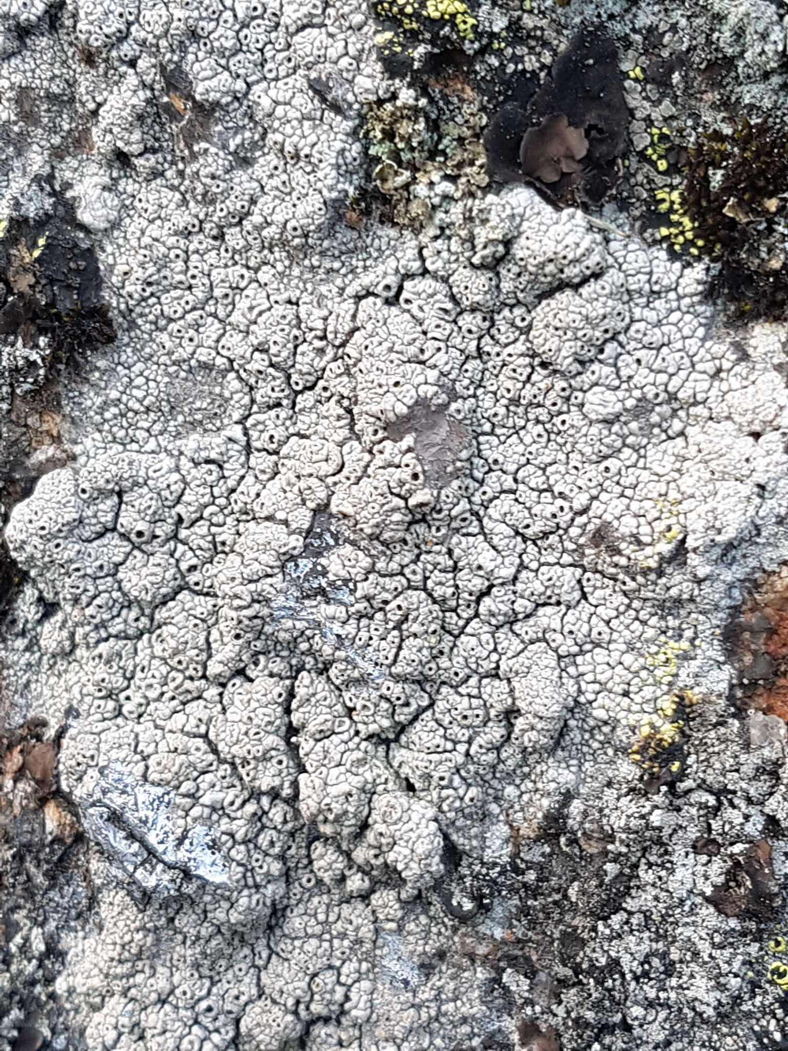 Image of crater lichen