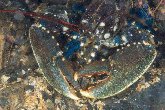 Image of Common lobster