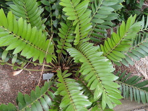 Image of Cardboard Palm