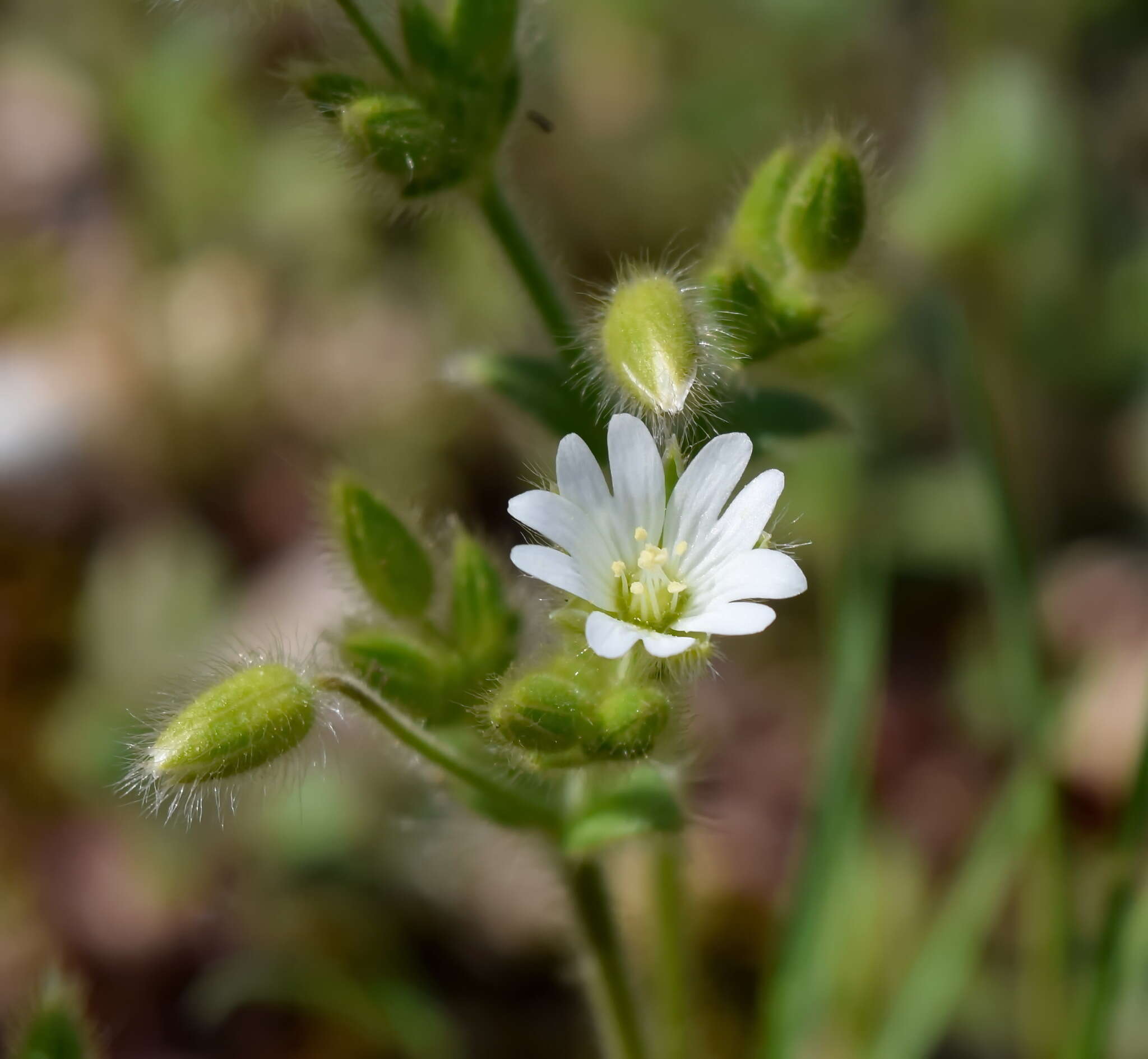 صورة Cerastium brachypetalum Desf. ex Pers.