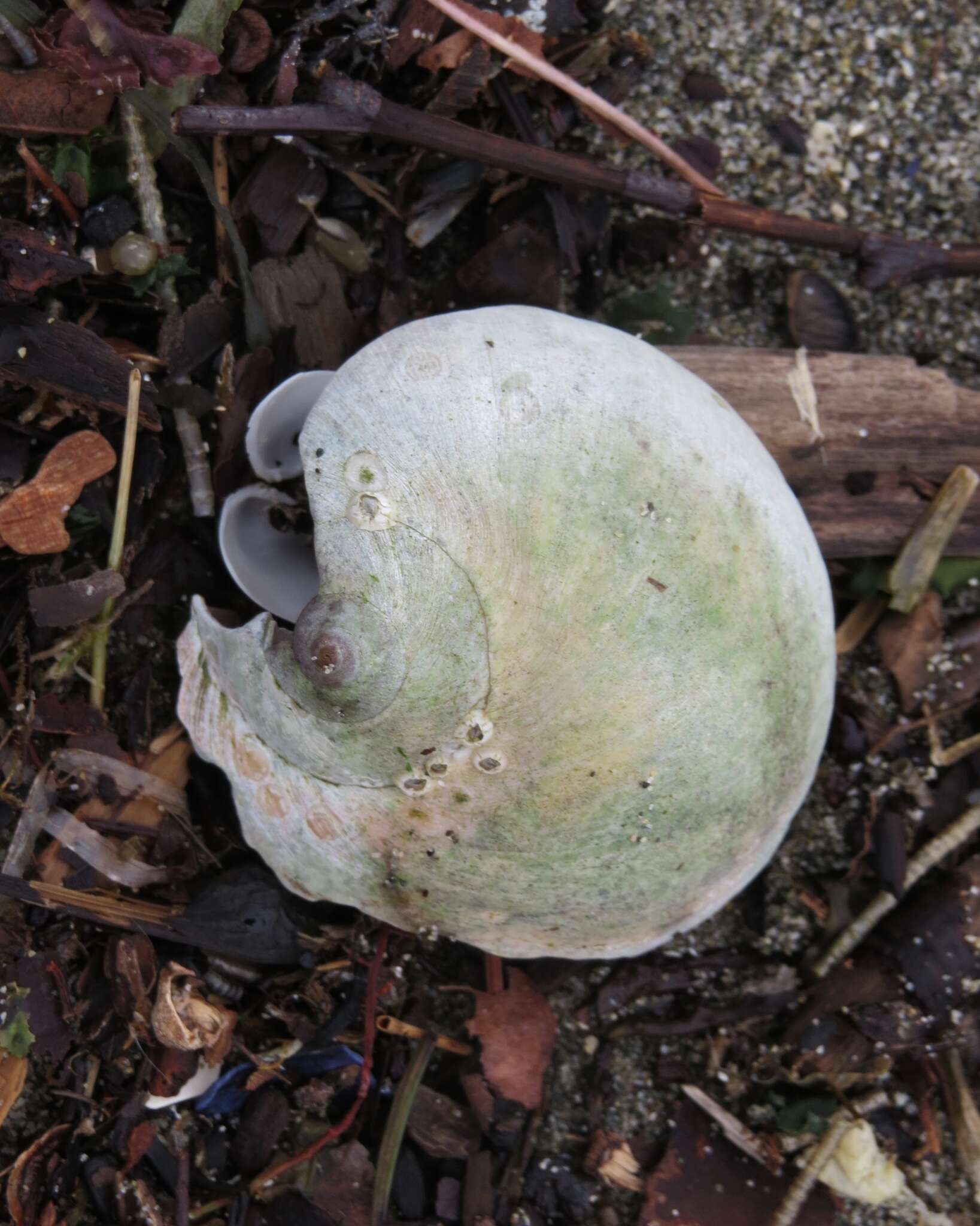 Image of Lewis' moonsnail