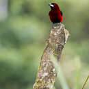 Imagem de Ramphocelus dimidiatus dimidiatus Lafresnaye 1837