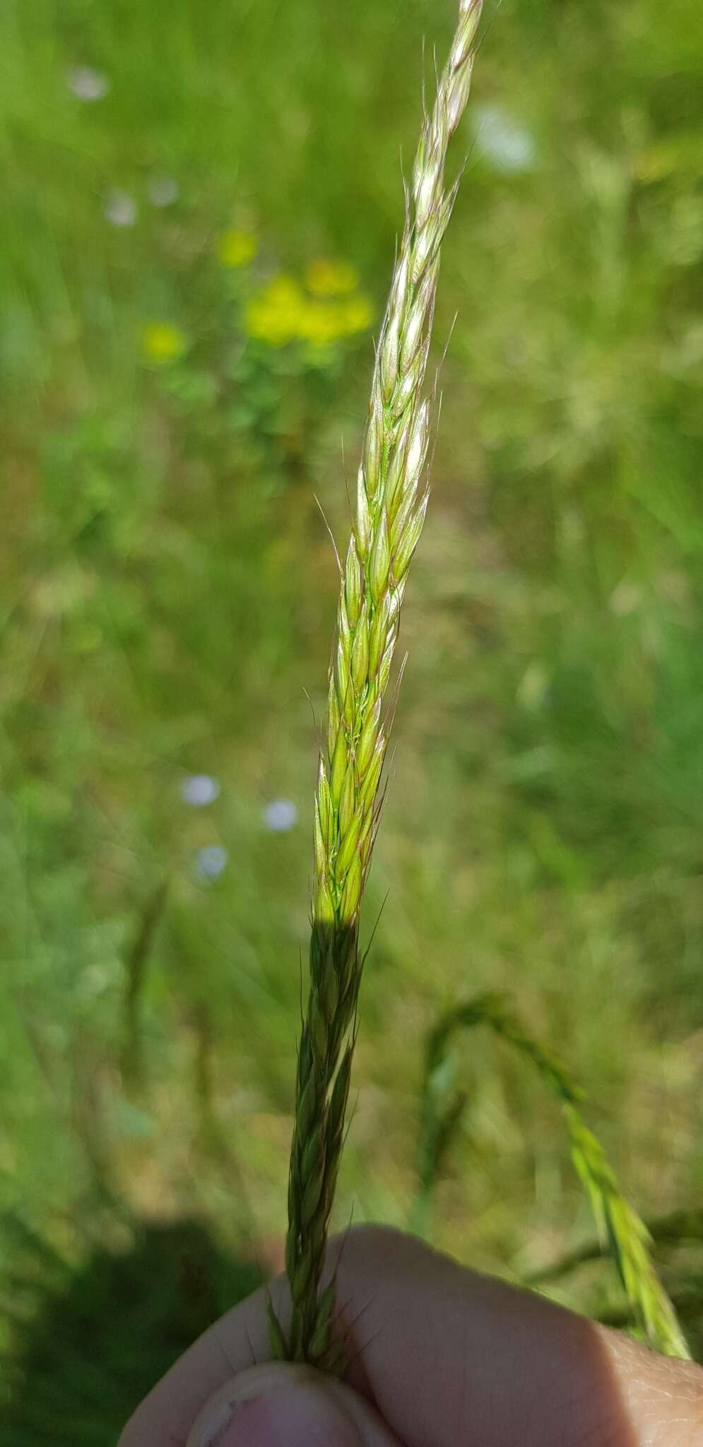 Image of Melica ciliata L.