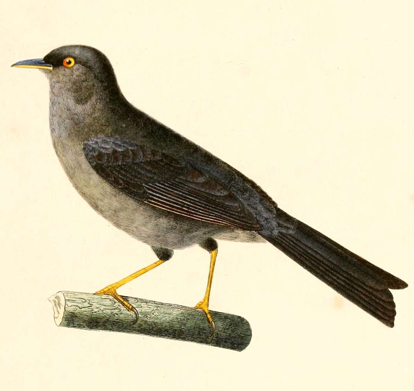 Image of Xenospingus Cabanis 1867