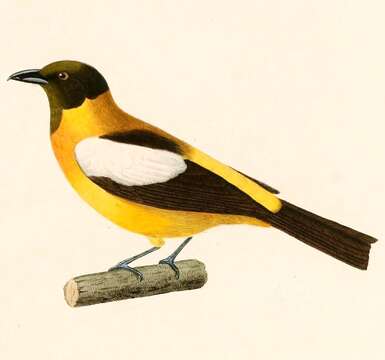 صورة Lanio versicolor (d'Orbigny & Lafresnaye 1837)