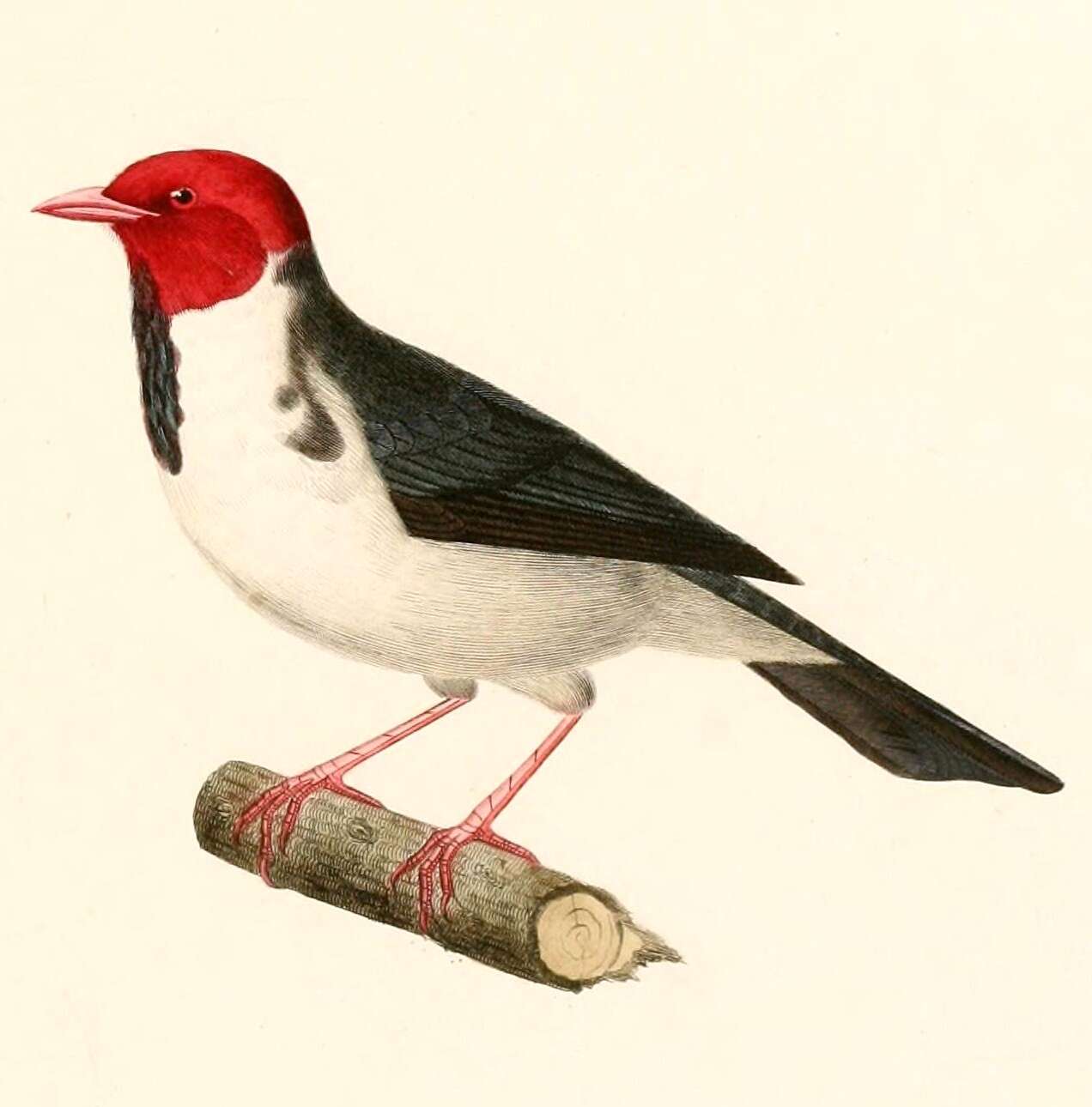 Image of Paroaria Bonaparte 1832