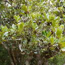 Image of Monimia rotundifolia Thou.