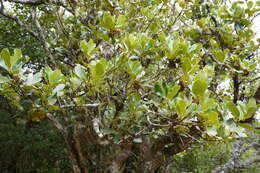 Image of Monimia rotundifolia Thou.