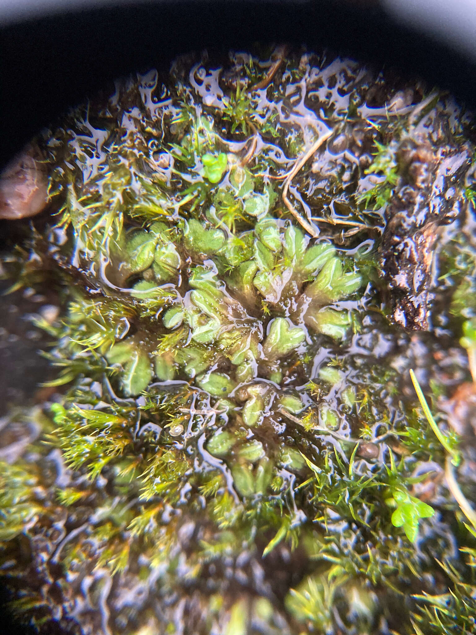 Image of Riccia sorocarpa Bisch.