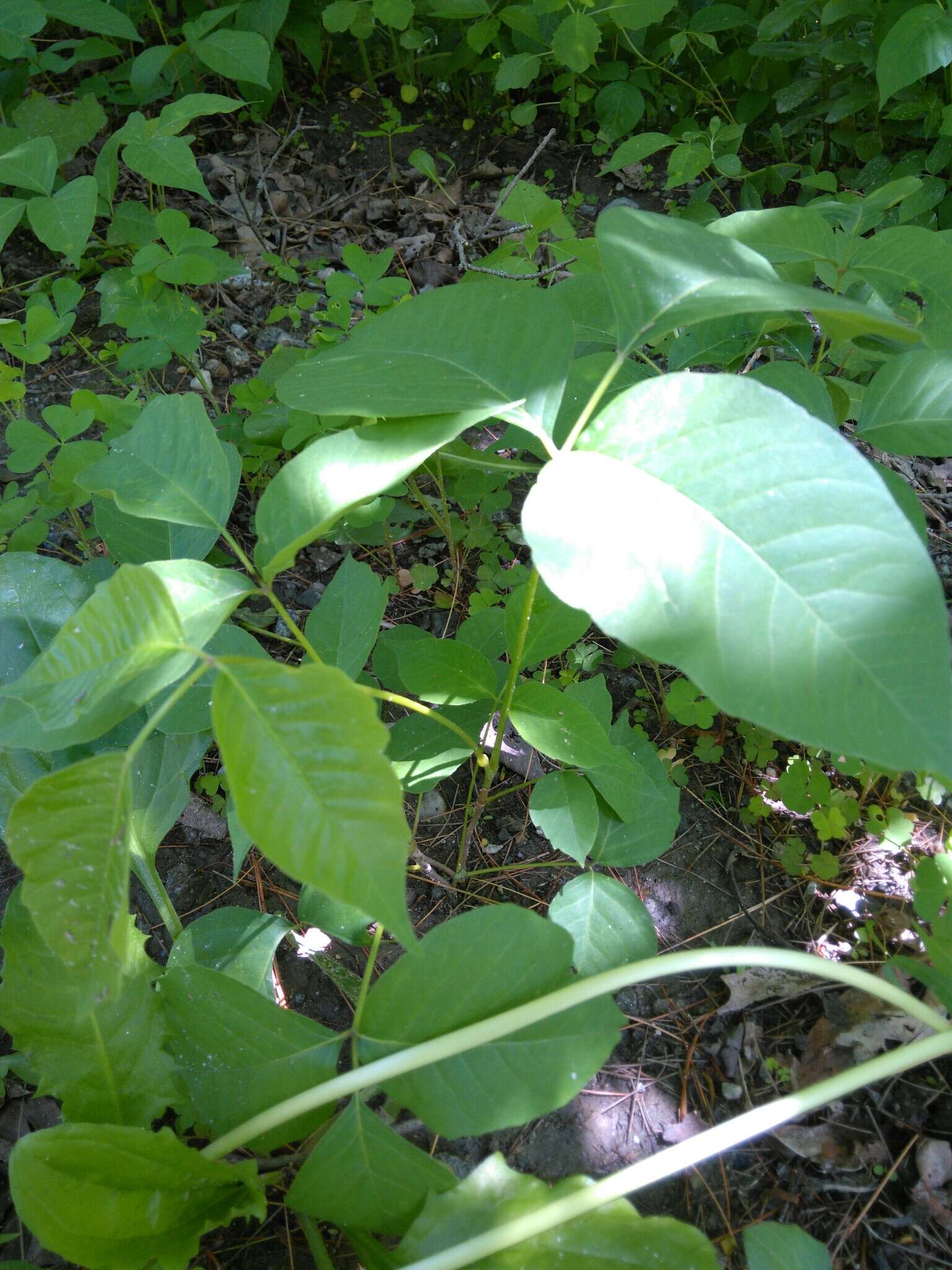 Sivun Toxicodendron rydbergii (Small ex Rydb.) Greene kuva