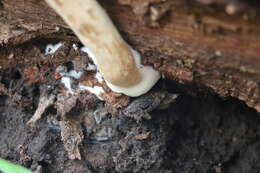 Image of Boletellus dissiliens (Corner) Pegler & T. W. K. Young 1981