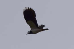 Image of Lapwing