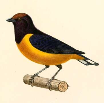 Image of Orange-bellied Euphonia