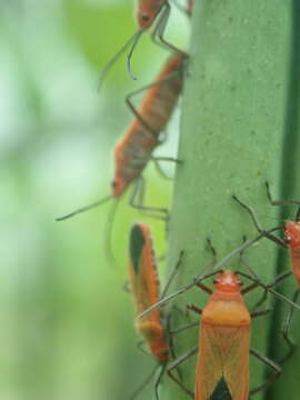 صورة Arocatus nanus (Breddin & G. 1900)