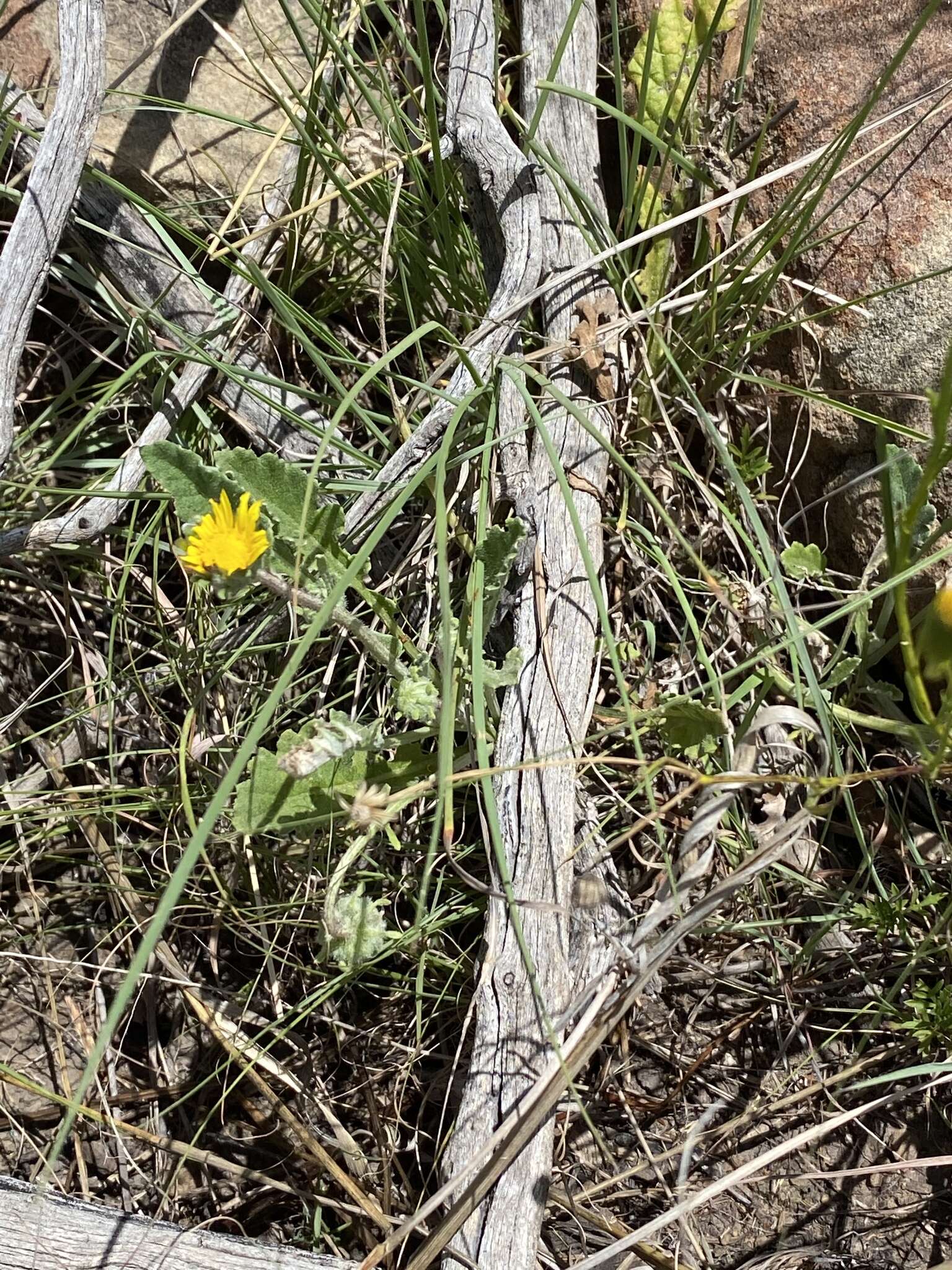 Image of Arctotis arctotoides (L. fil.) O. Hoffm.