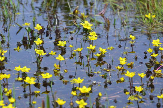 Image de Caltha palustris var. radicans (Forst.) Beck