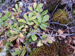 Image of Acaena ovalifolia Ruiz & Pav.