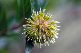 Image of Strawberry bush