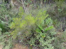 Image of Erica quadrifida (Benth.) E. G. H. Oliver