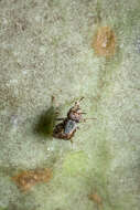 صورة Stictomyia