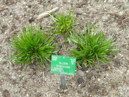 Image of Broad-leaved Chives