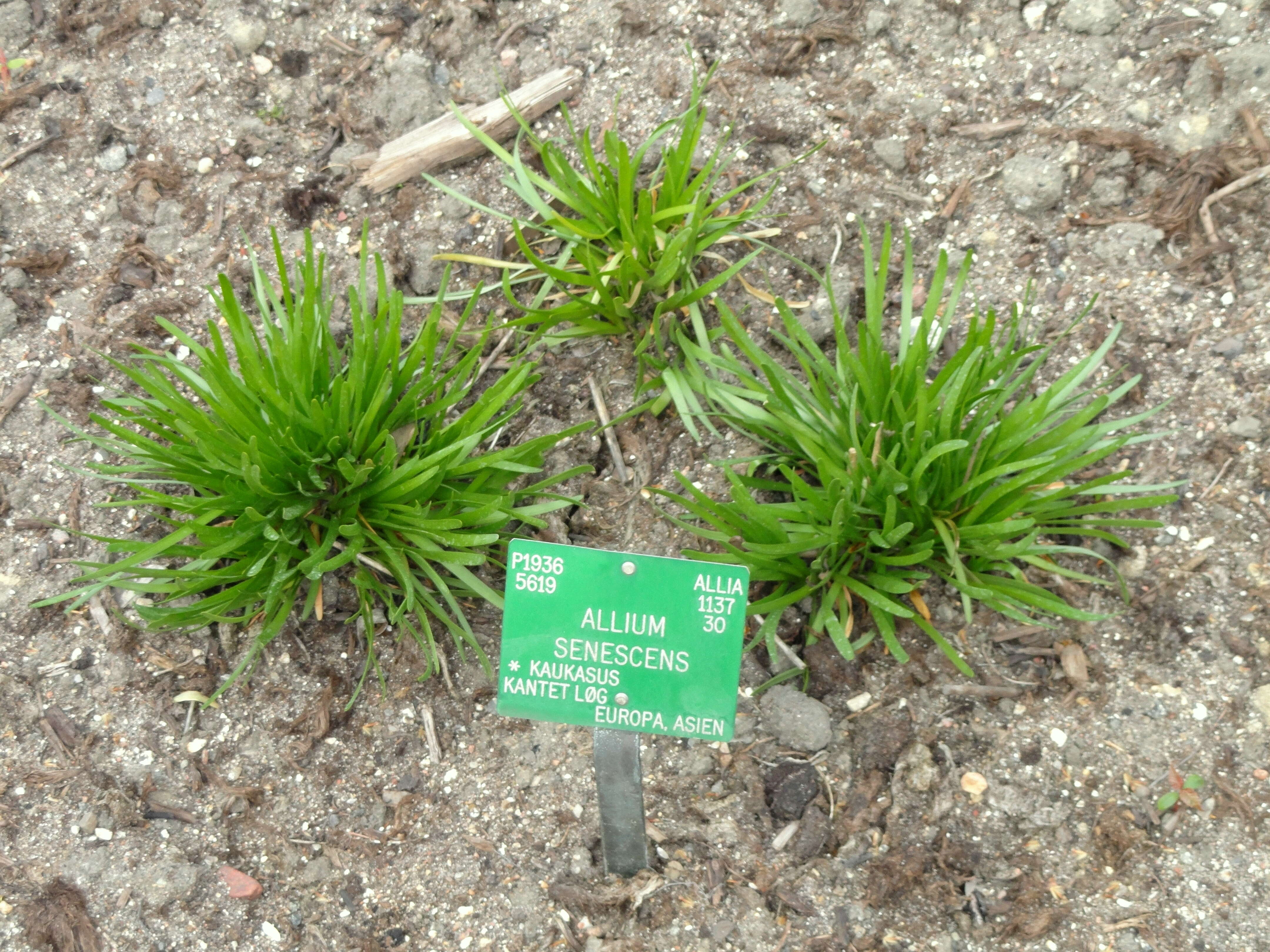 Image of Broad-leaved Chives