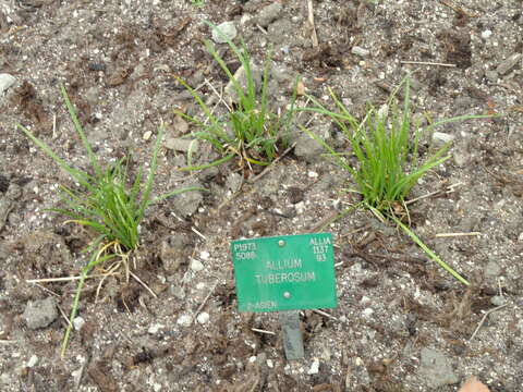 Image of Chinese chives