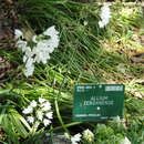 Image of Allium zebdanense Boiss. & Noë