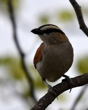 Слика од Tchagra senegalus orientalis (Cabanis 1869)