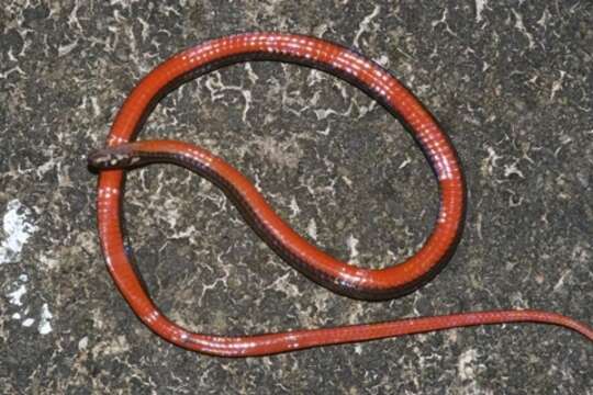 Image of Slevin's Tropical Ground Snake