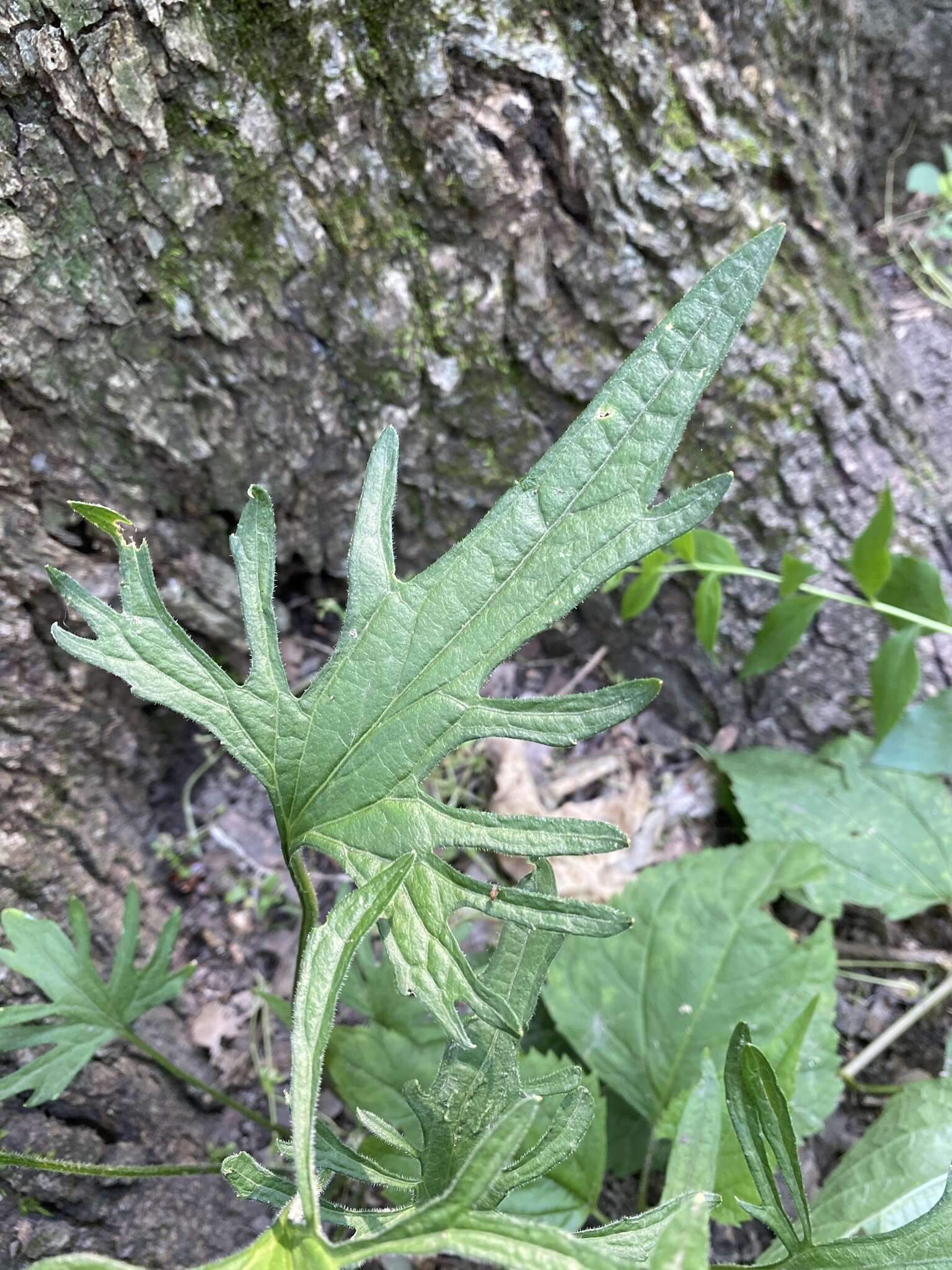 Слика од Viola subsinuata (Greene) Greene