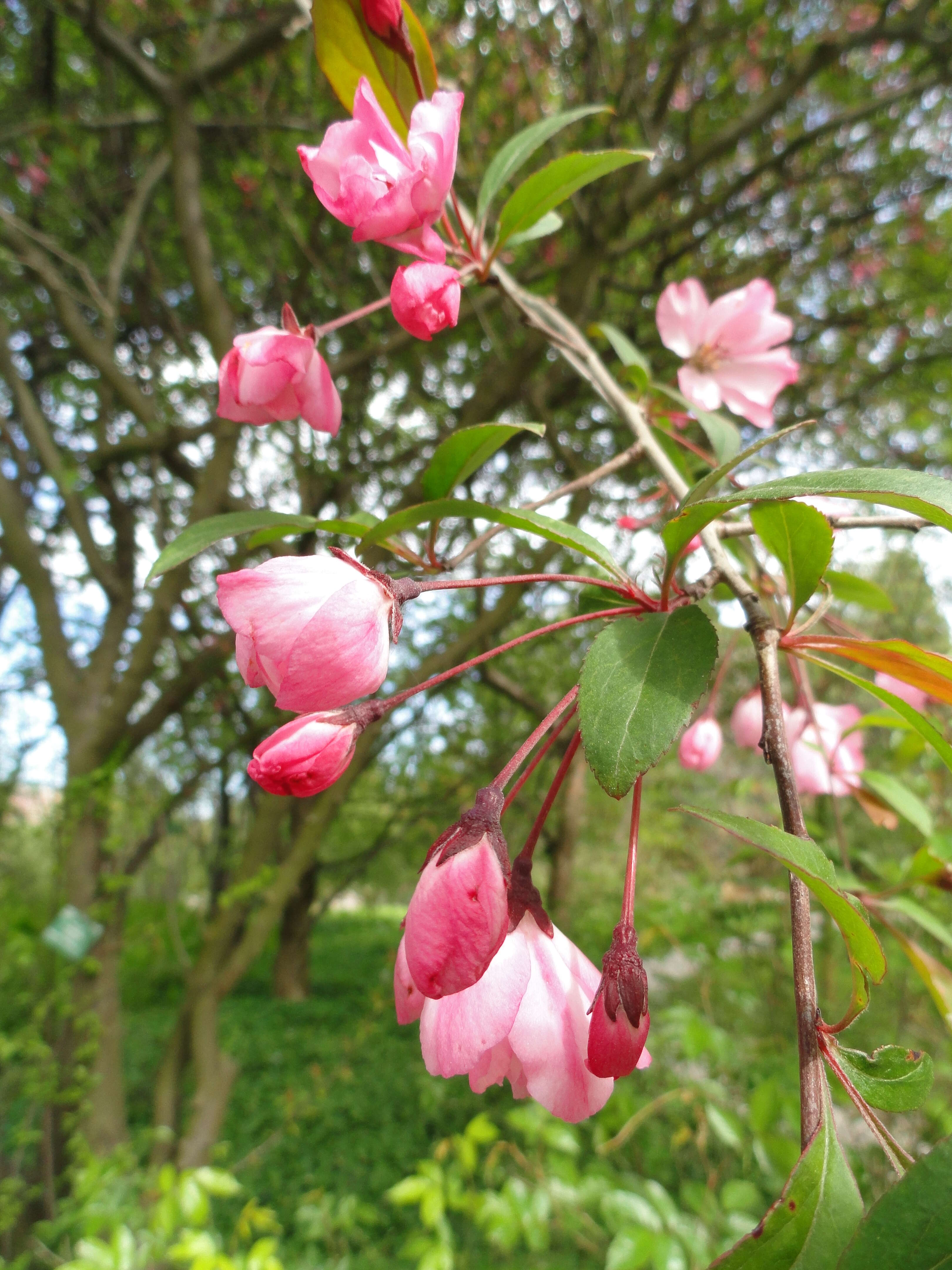 Image of Chinese crab apple