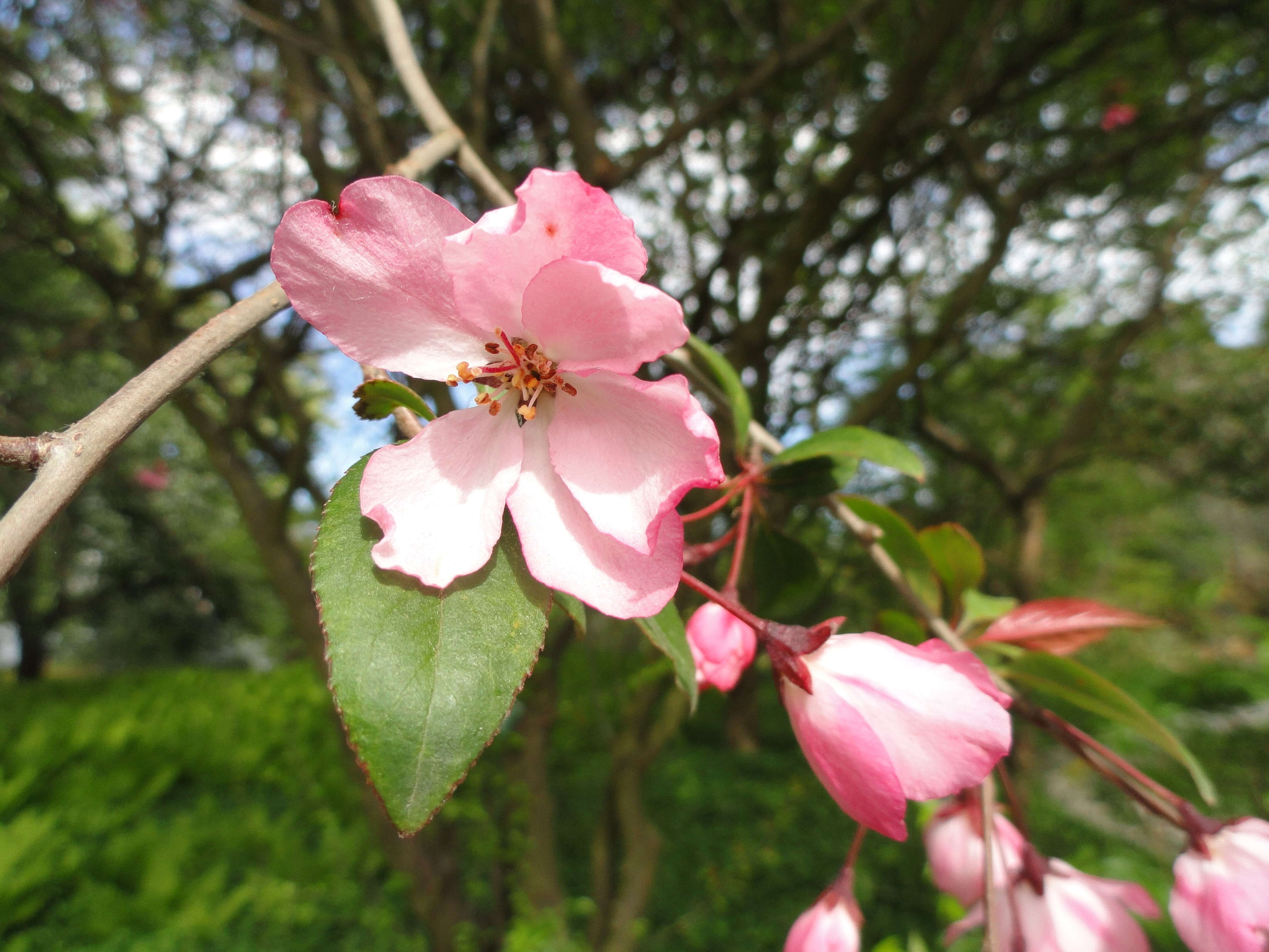 Image of Chinese crab apple