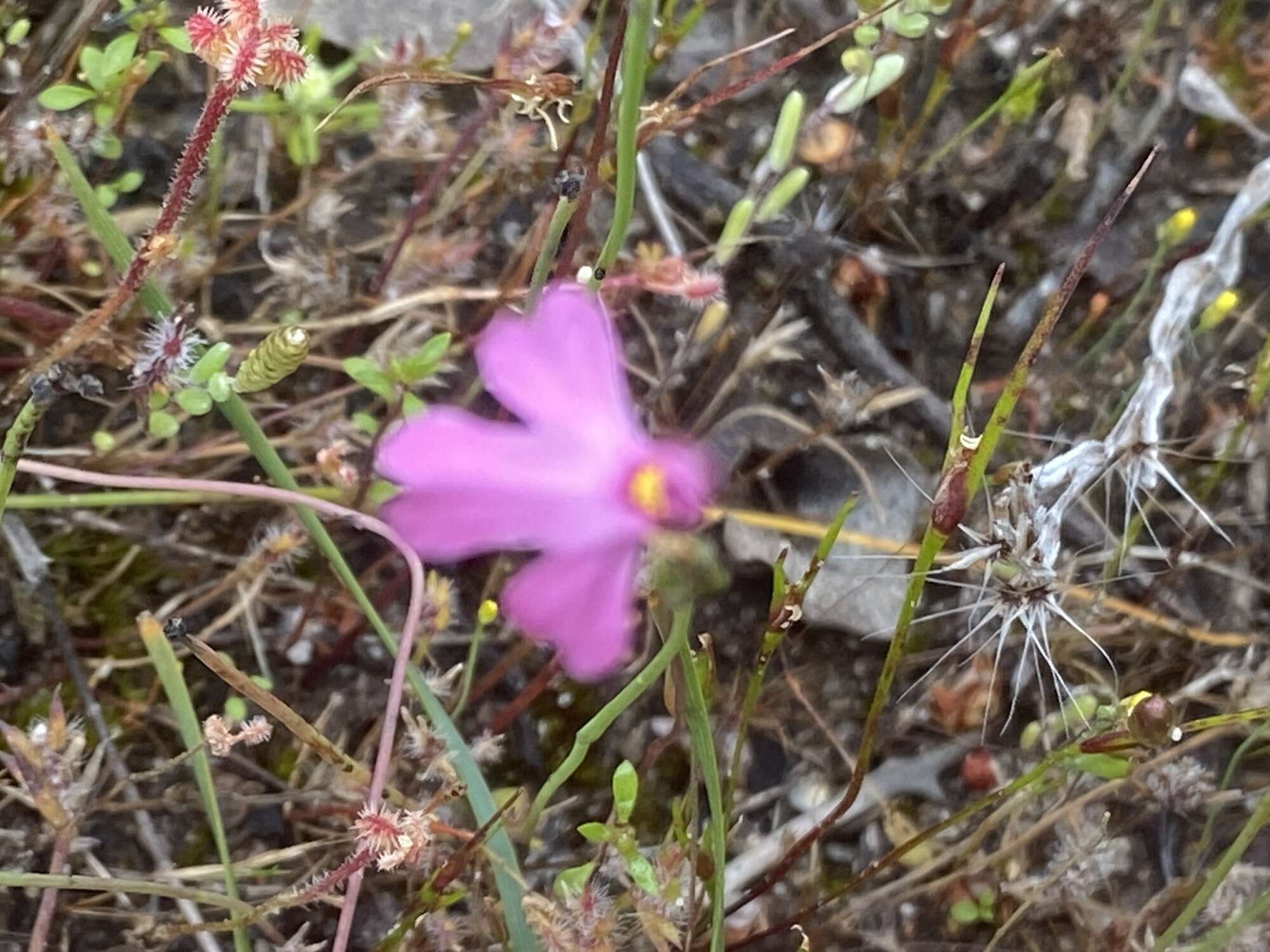 Image of Utricularia multifida R. Br.