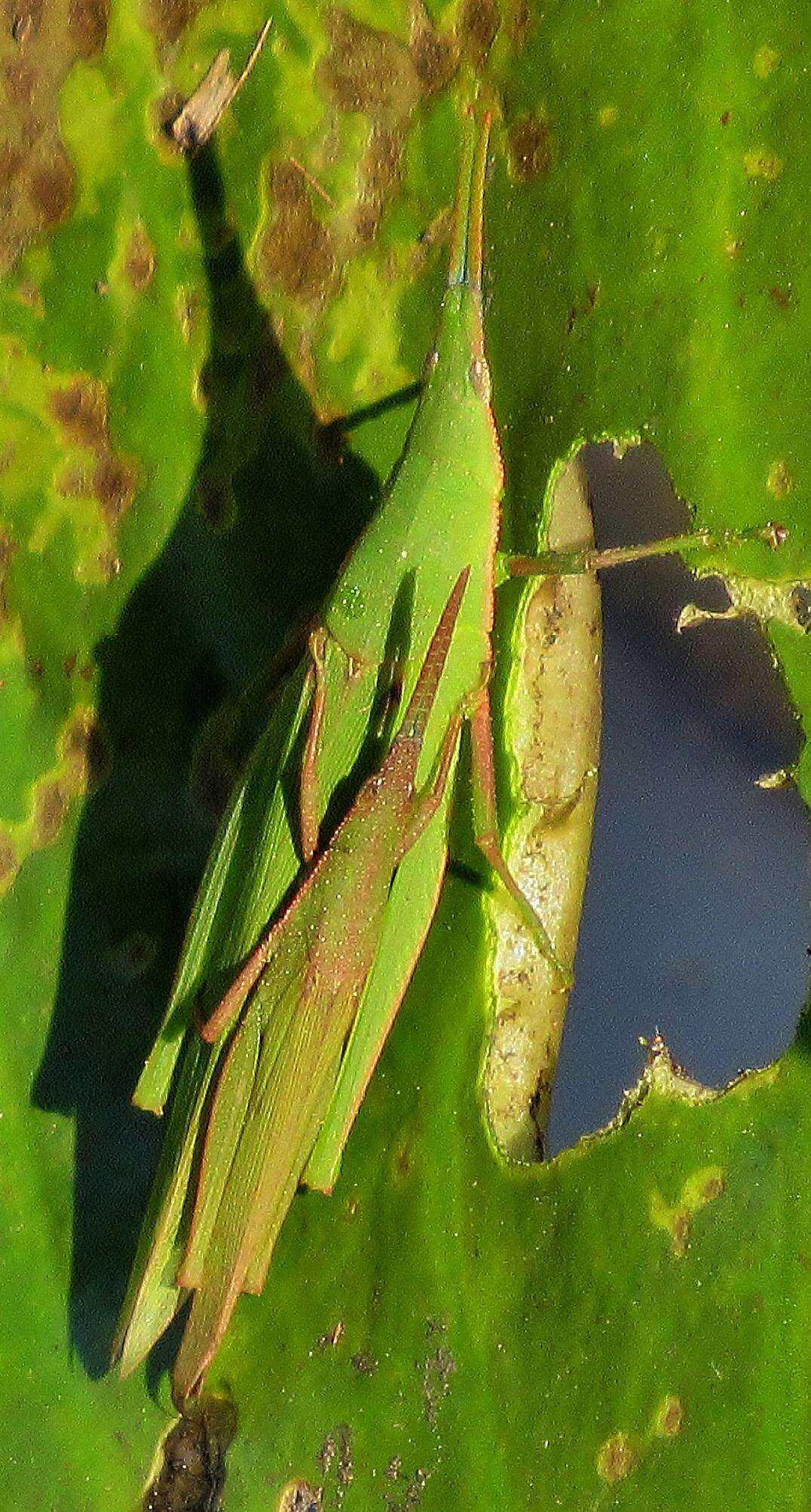 Plancia ëd Atractomorpha acutipennis gerstaeckeri Bolívar & I. 1884