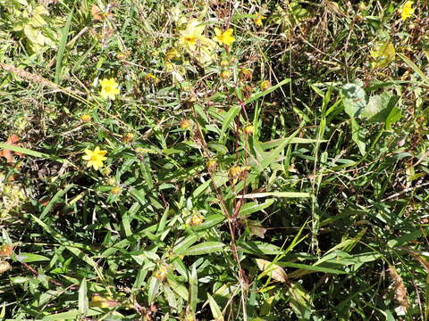 صورة Bidens laevis (L.) Britt., Stern & Poggenb.