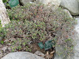 Image of Rhododendron keleticum I. B. Balf. & Forrest