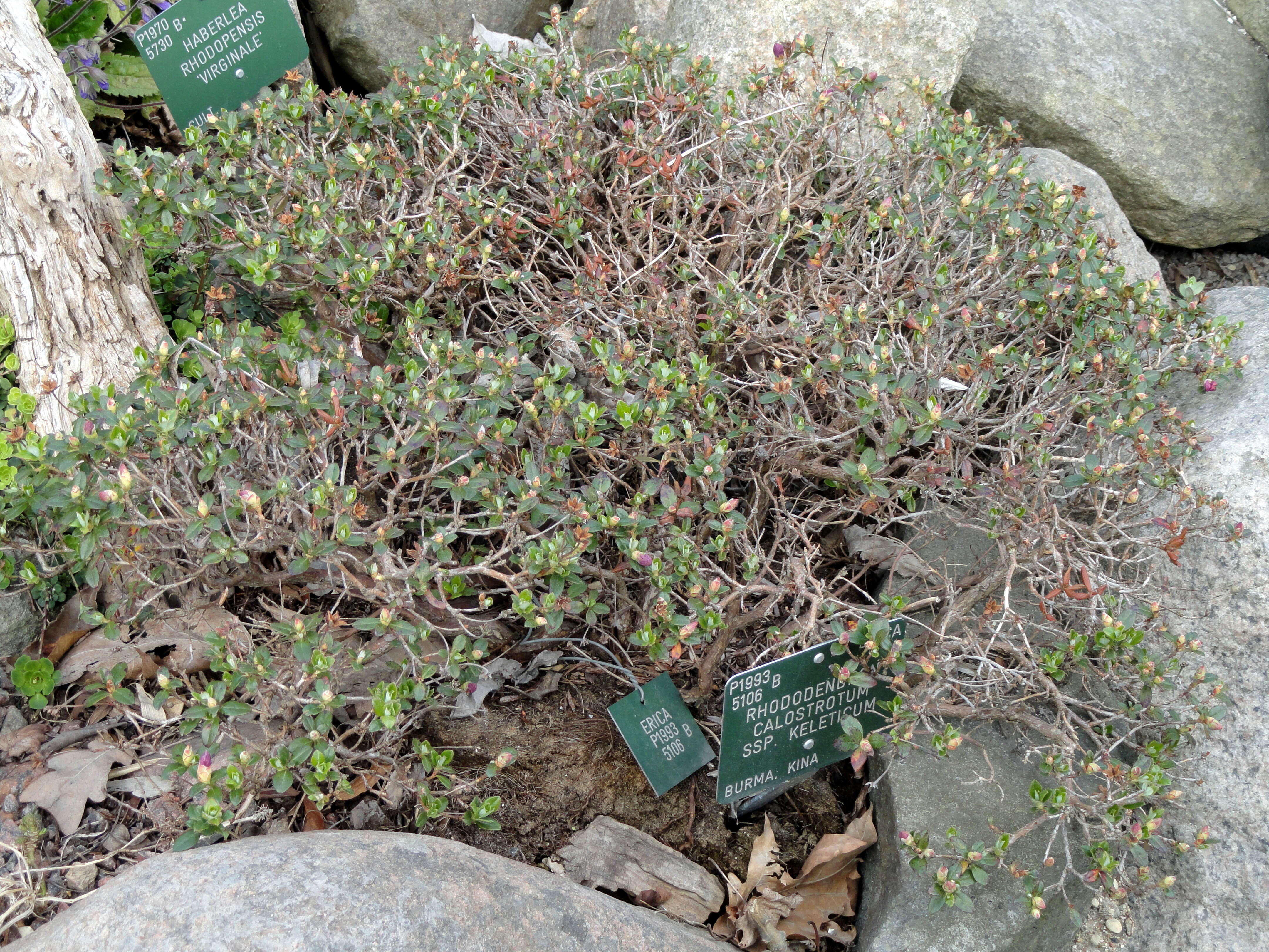 Image of Rhododendron keleticum I. B. Balf. & Forrest