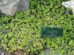 Image of Saxifraga cuneifolia L.