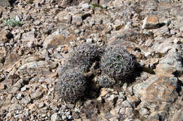 Image of Echinopsis obrepanda (Salm-Dyck) K. Schum.