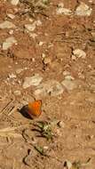 Image de Lycaena asabinus (Herrich-Schäffer (1851))