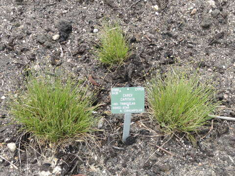 Imagem de Carex capitata Sol.