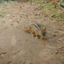 Image of Malagasy civet