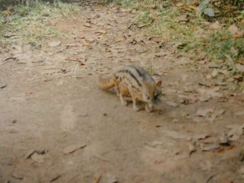 Image of Malagasy civet