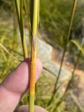 Image of Tetraria involucrata (Rottb.) C. B. Clarke