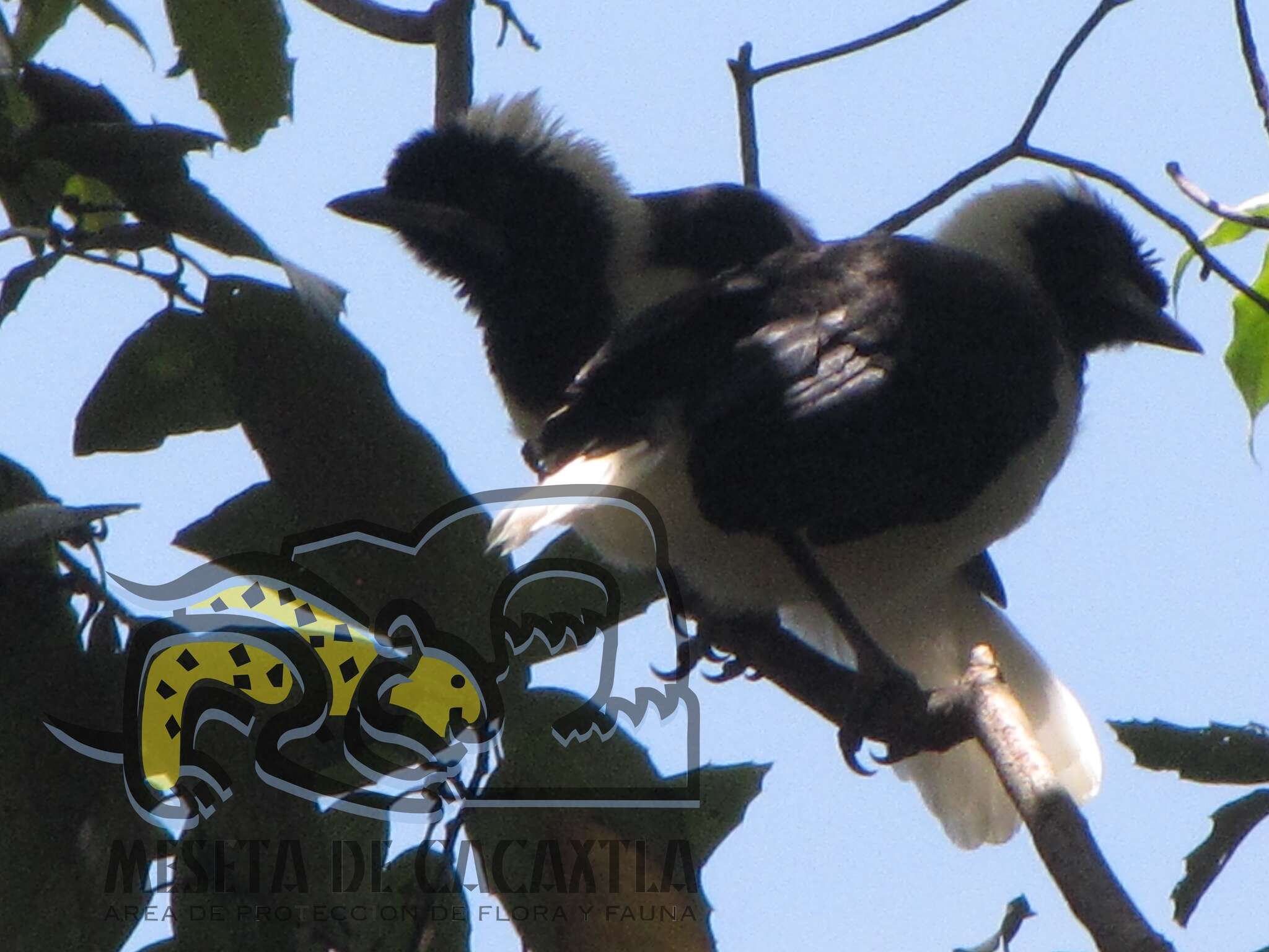 Imagem de Cyanocorax dickeyi Moore & RT 1935