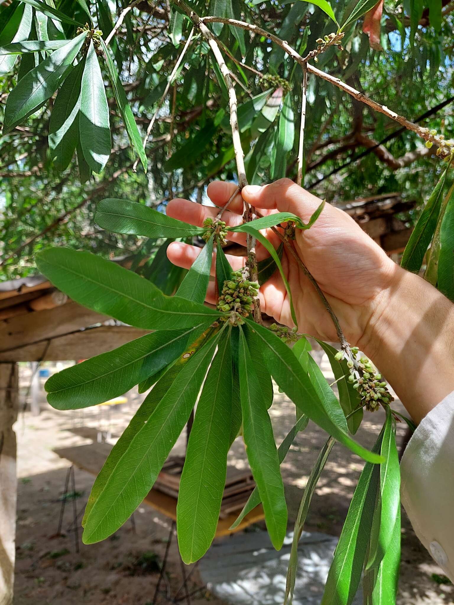 Sivun Pouteria gardneriana (A. DC.) Radlk. kuva