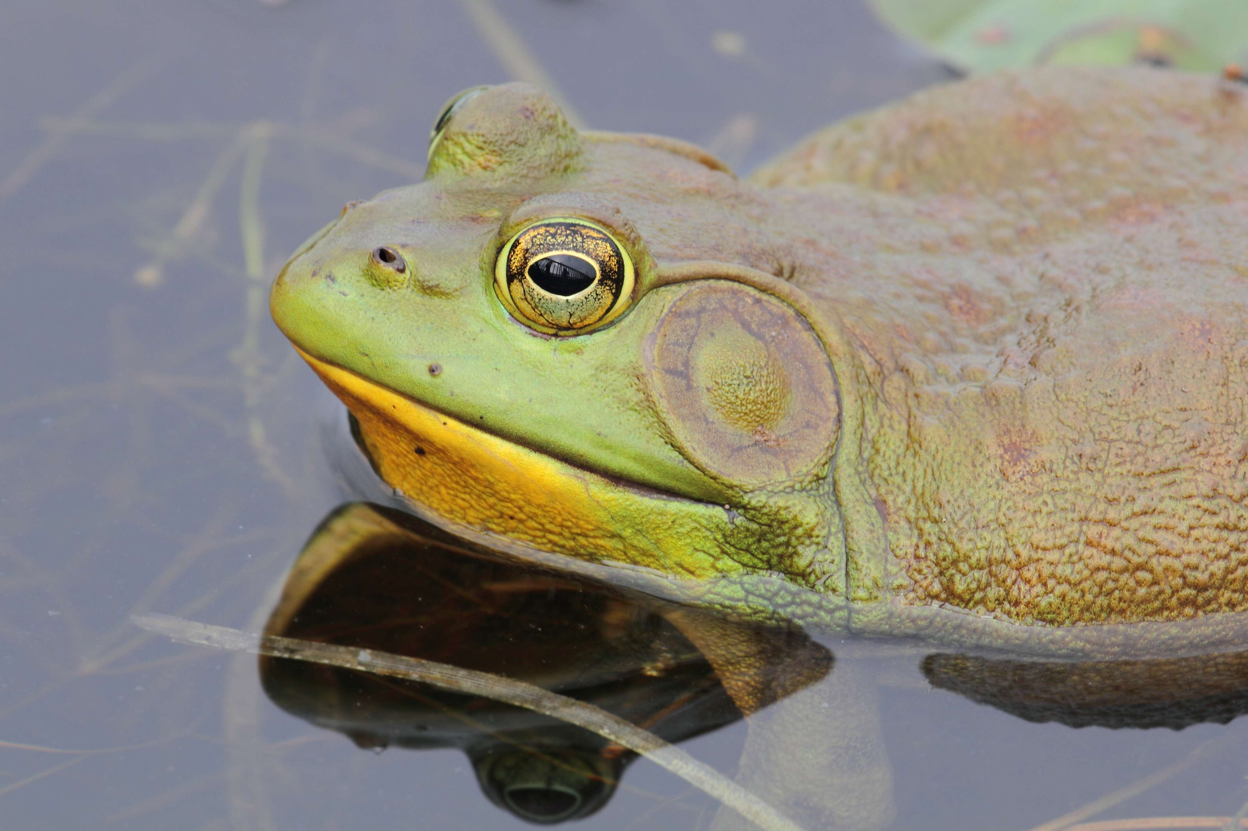 Слика од Lithobates catesbeianus (Shaw 1802)