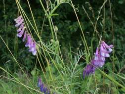 Image of fodder vetch