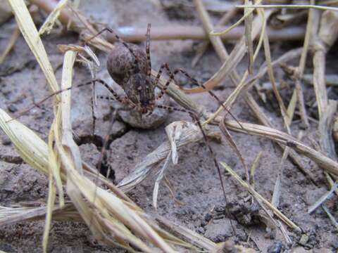 Scytodes globula Nicolet 1849的圖片